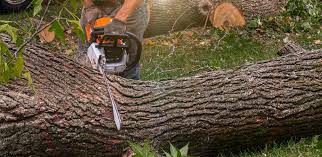 Best Lawn Fertilization  in Tolar, TX