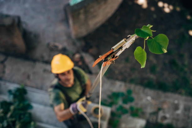 Best Hazardous Tree Removal  in Tolar, TX