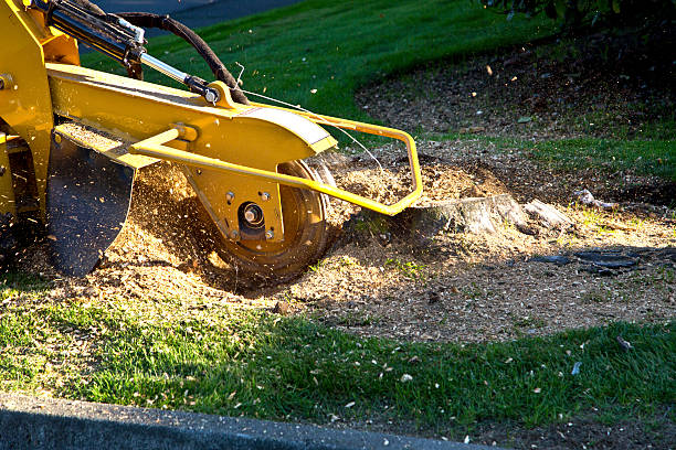 Reliable Tolar, TX Tree Services Solutions
