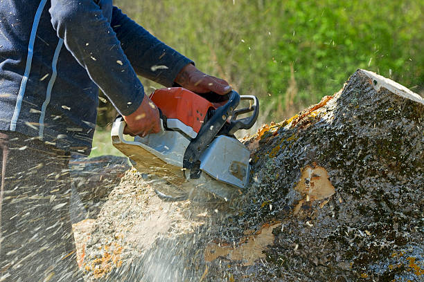 Best Utility Line Clearance  in Tolar, TX